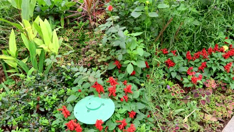 un vibrante jardín de flores en hanoi, vietnam
