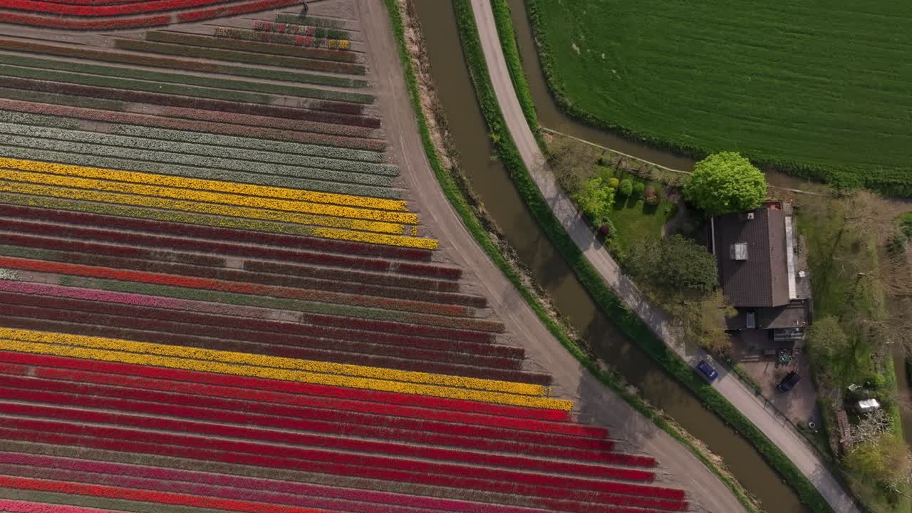 Vista aerea di ampi campi di tulipani dai colori vivaci nel paesaggio agricolo olandese