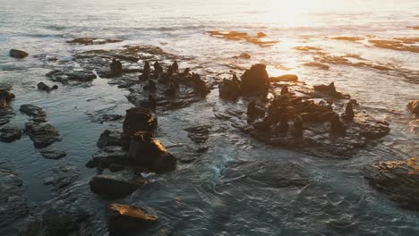 drone aerial view of sea lions resting on rocks at sunrise