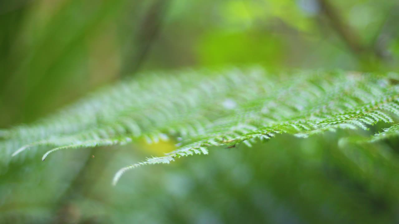 Close up of a frond of a Punga fern in a native New Zealand forest with focus pulls. There is a mosquito on the underside of the frond when focus is at it's closest