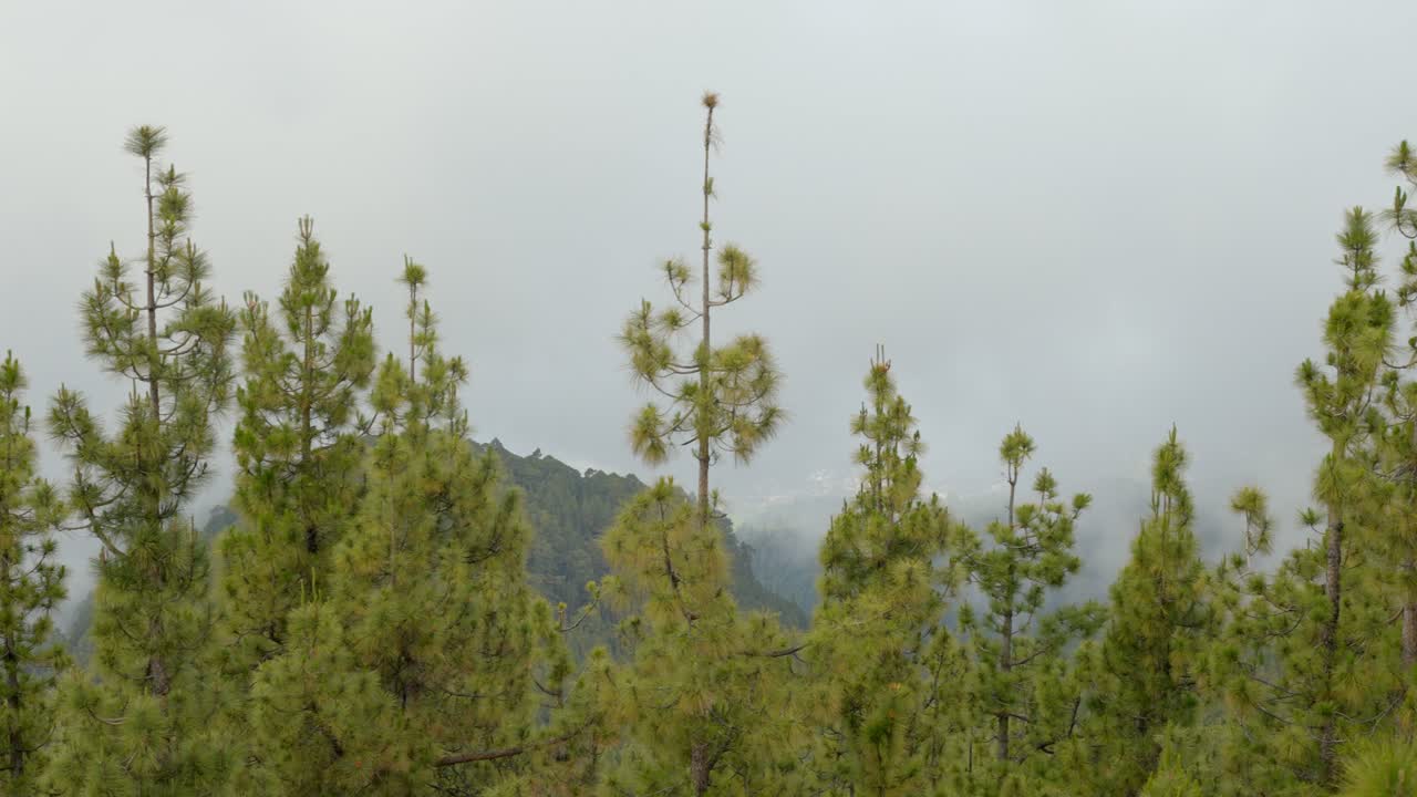 테네리페 의 소나무 숲 과 안개 로 된 풍경, 테이데 국립 공원