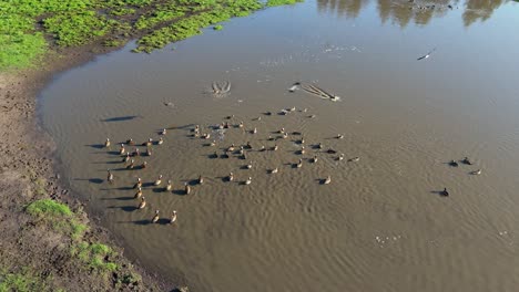 Top-down view of a flock of ducks swimming in a brown-colored lagoon.