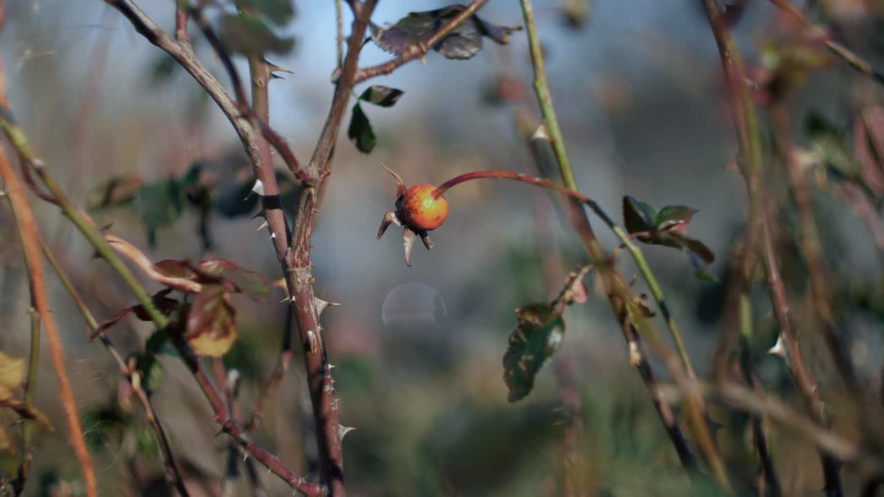 Primo piano di una pianta che ondeggia dolcemente al vento, evidenziando il movimento di foglie e steli