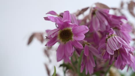 Close-up-view-of-a-boutique-featuring-a-variety-of-wilting,-rotting,-and-dying-pink-flowers