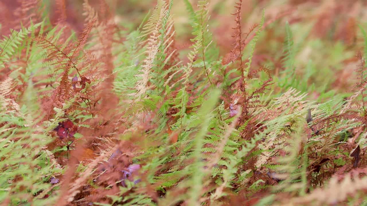 바람에 도로 브러시의 측면