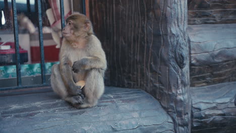 a young gibraltar ape chills on the window frame