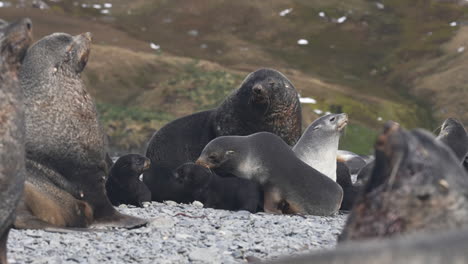 antarctic fur seals and pups resting on beach