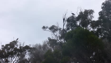 Cacatúas-Negras-De-Cola-Amarilla-En-El-Dosel-De-Los-árboles-En-Un-Parque-Nacional-En-La-Costa-Sur-De-Nueva-Gales-Del-Sur