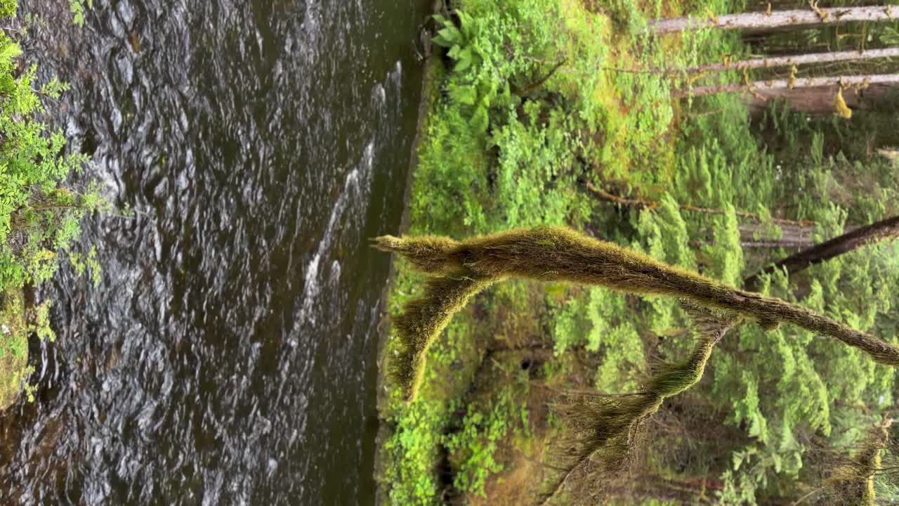 Moss on a tree branch hanging over a river in Alaska's Tongass National Forest - vertical orientation