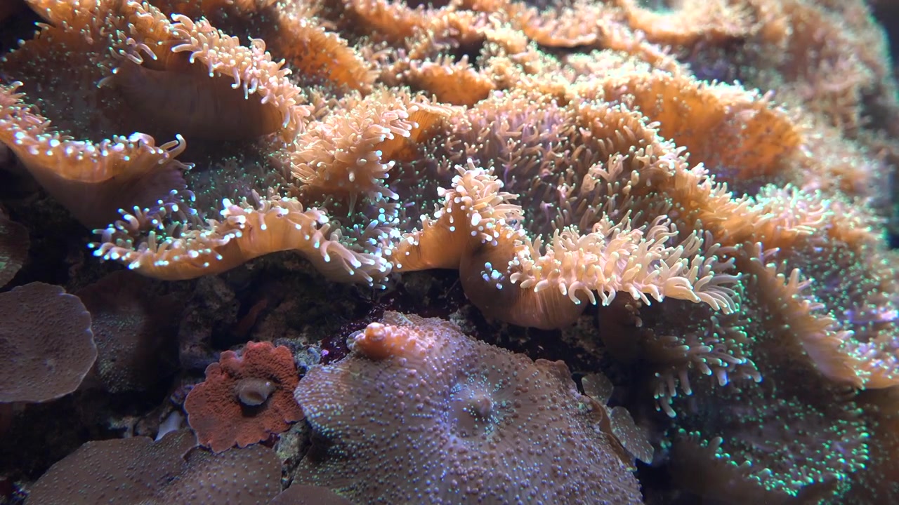 Primo piano di un anemone di mare dai colori vivaci che ondeggia sott'acqua