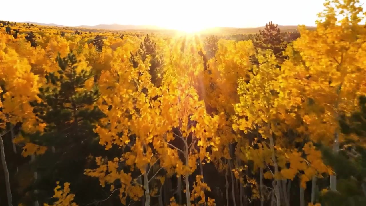 Atemberaubende Weiten des Herbstes: Ein spektakulärer Blick auf goldene Wälder in leuchtenden Herbstfarben unter dem Schein der untergehenden Sonne.