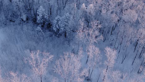 Die-Drohnenaufnahme,-Die-über-Einen-Schneebedeckten-Wald-Blickt,-Neigt-Sich-Dann-Nach-Oben,-Um-Das-Morgenlicht-Zu-Zeigen,-Das-Von-Den-Schneebedeckten-Baumwipfeln-Mit-Der-Großen-Bucht-Im-Hintergrund-Reflektiert-Wird