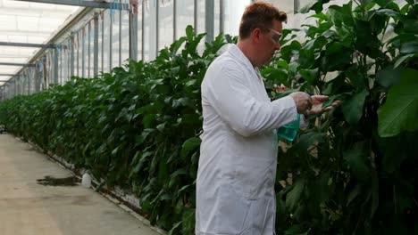 scientist watering plants in the greenhouse 4k