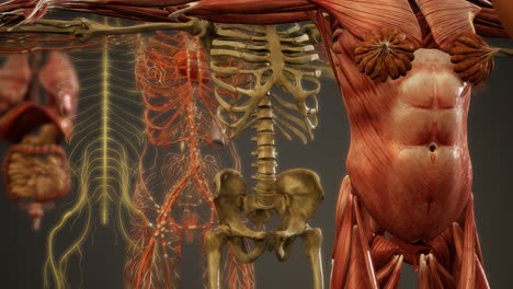 ilustración animada de la anatomía humana en 3d