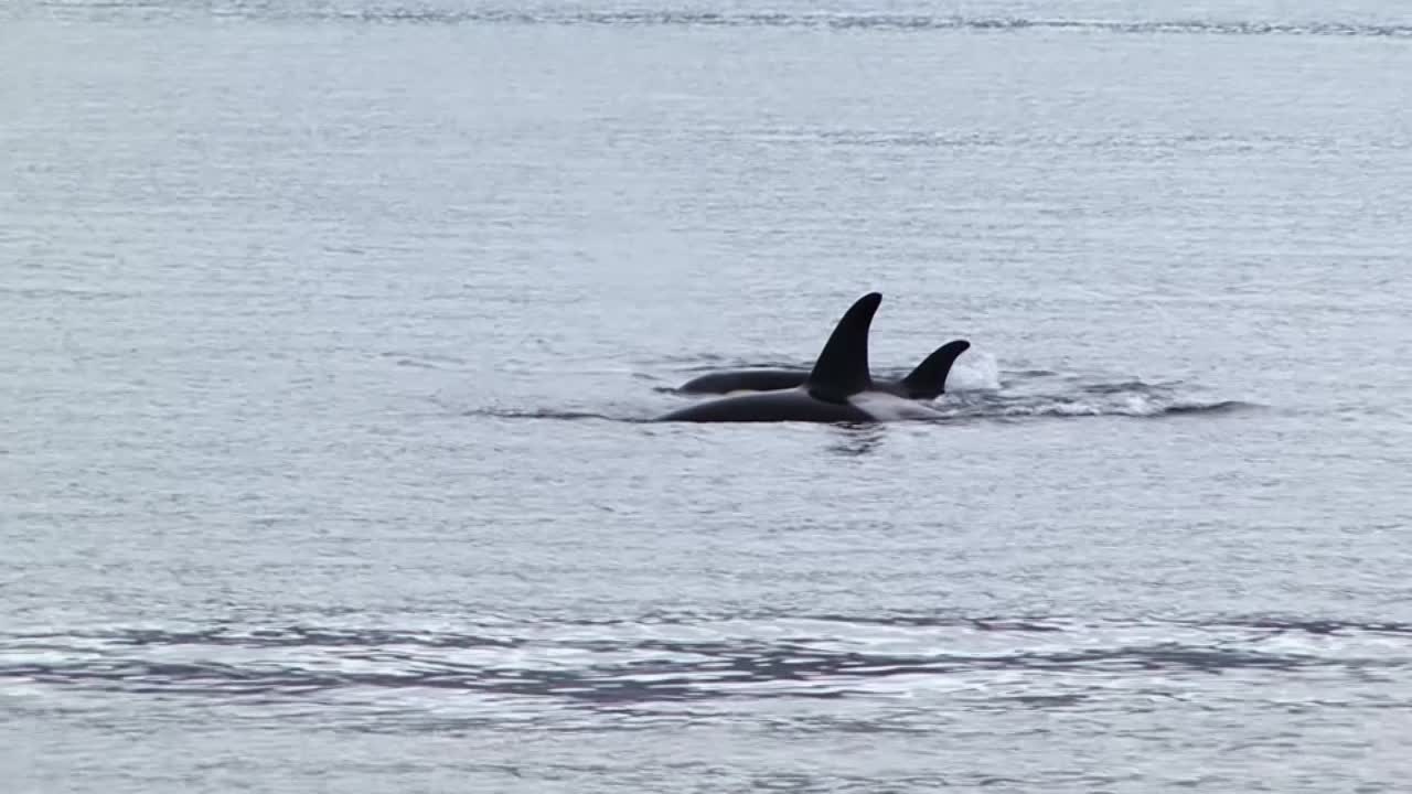 familia de orcas o ballenas asesinas en busca de alimento, en alaska