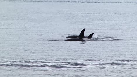 family of orcas or killer whale in the search of food, in alaska