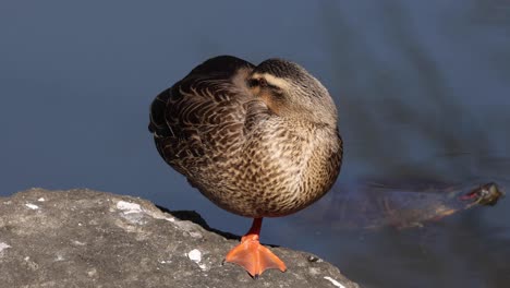 sleepy duck on a rock