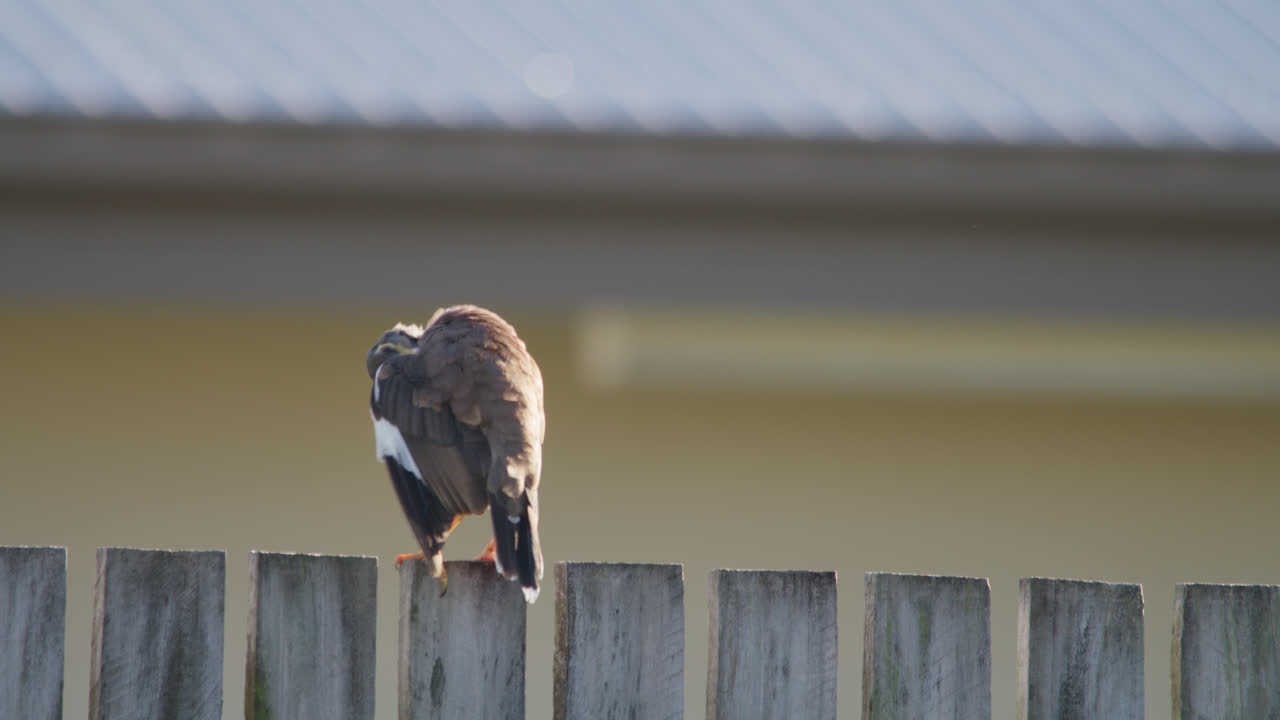 Close up, Two indian miner birds perched on a wooden fence preening their feathers and one flys away, Townsville, Queensland, Australia.