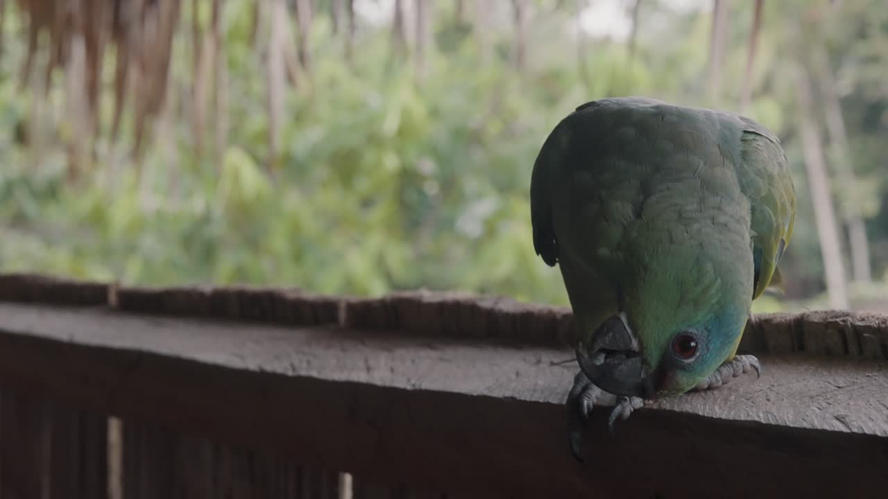 나무 창틀에 자리 잡은 다채로운 축제 앵무새