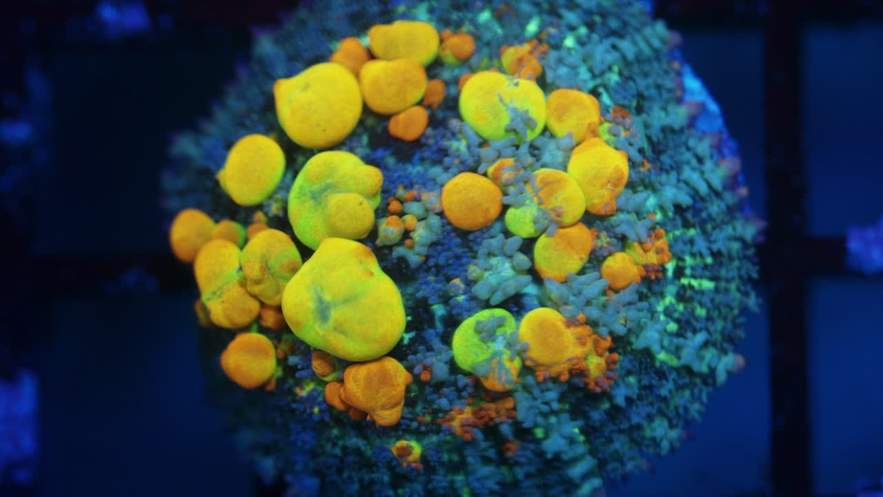Extreme close-up macro shot of OG Bounce Rhodactis mushroom coral under actinic lighting, showing a blue base with vivid yellow-orange and green bubble-like polyps prominently in reef aquarium