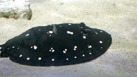 spotted stingray in aquarium