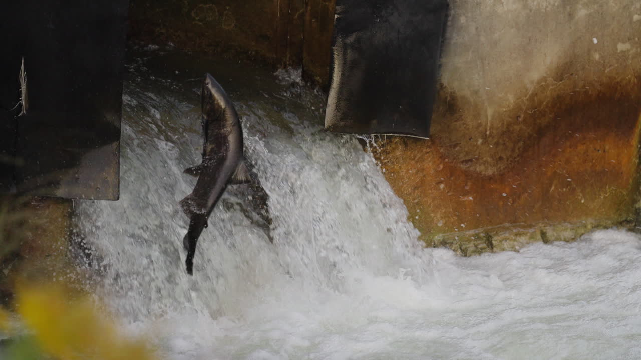 Salmon jumping in Ganaraska River, slow motion, Ontario, nature action