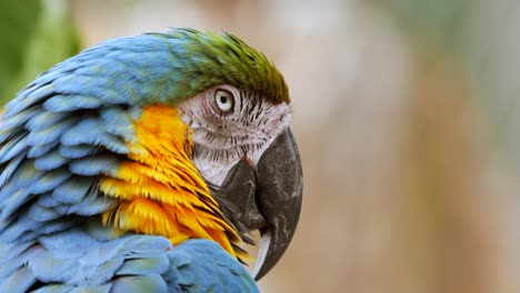 close up shot of a blue and yellow macaw parrot enjoying the good weather