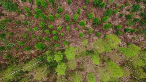 aerial drone shot of latvian forest showing birch and spruce trees with damage