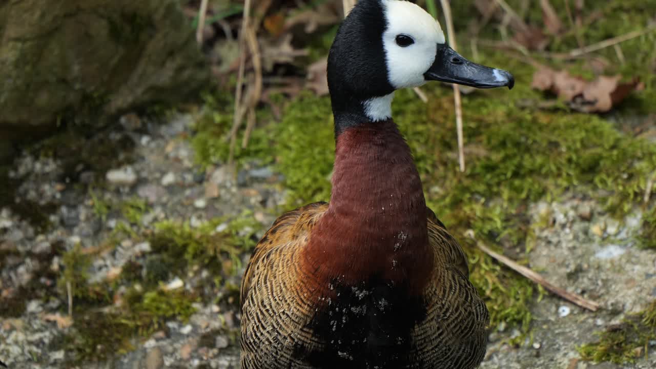 White-faced Whistling Duck Shaking It's Head and Preening Feathers