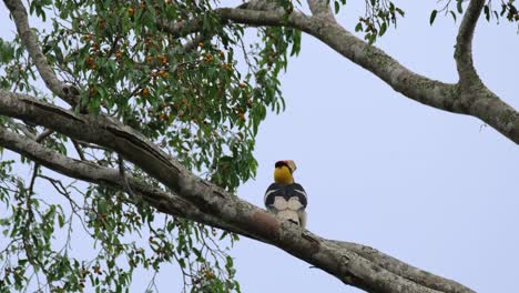 a lone great hornbill buceros bicornis is perched on a branch of a tree and flew to the right side of the frame