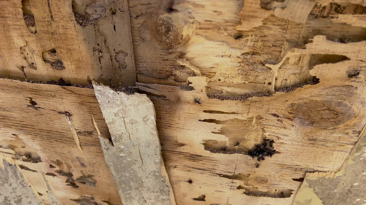 Il compensato danneggiato si sbriciola al tatto mentre le formiche si muovono attraverso gallerie esposte all'interno di una struttura di casa in legno durante la demolizione.