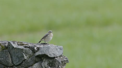 Wheatear-Del-Norte-Sobre-Ruinas-De-Piedra-A-La-Luz-Del-Día