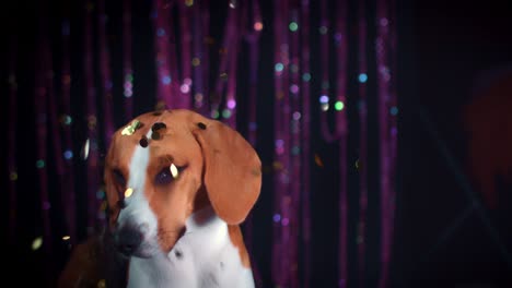 4k birthday beagle dog with confetti falling