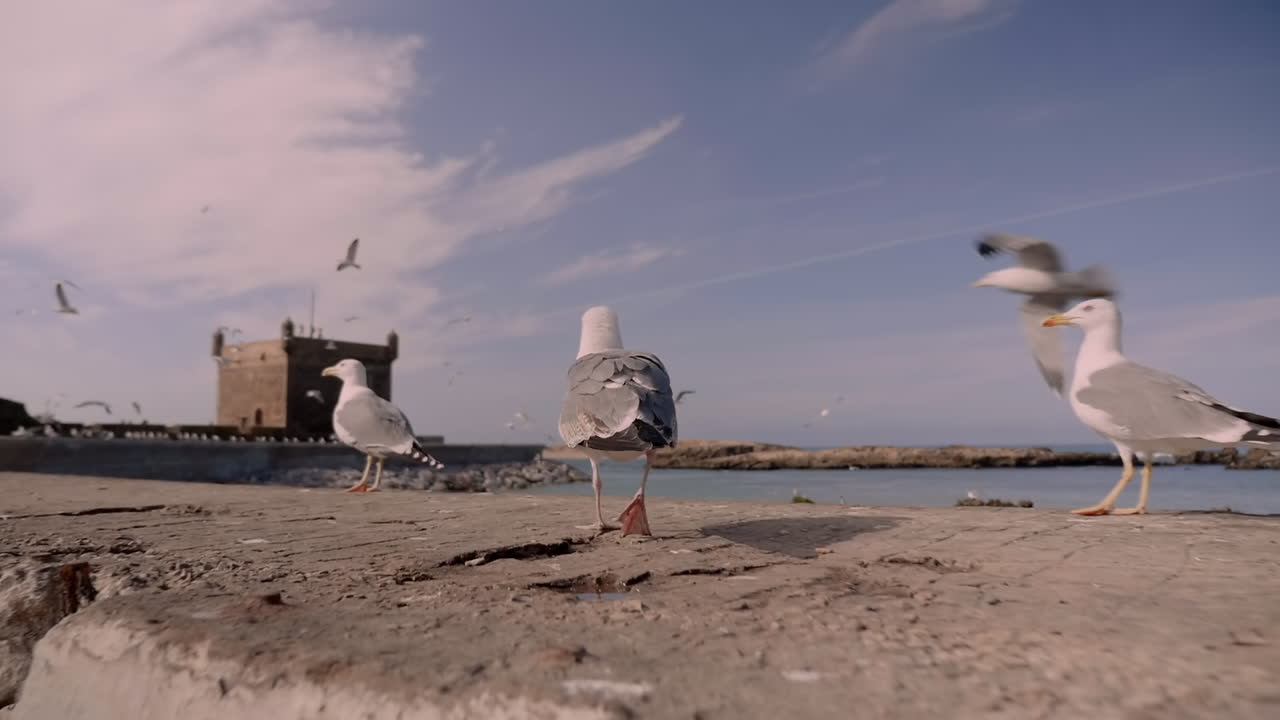 모로코 에사우이라 항구 도시에서 놀고 있는 갈매기들