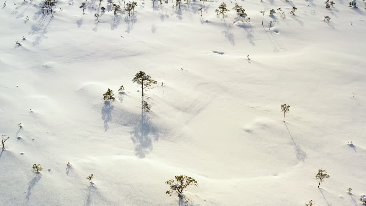 Sparse trees in bright snow covered swamp in winter, zoom out drone