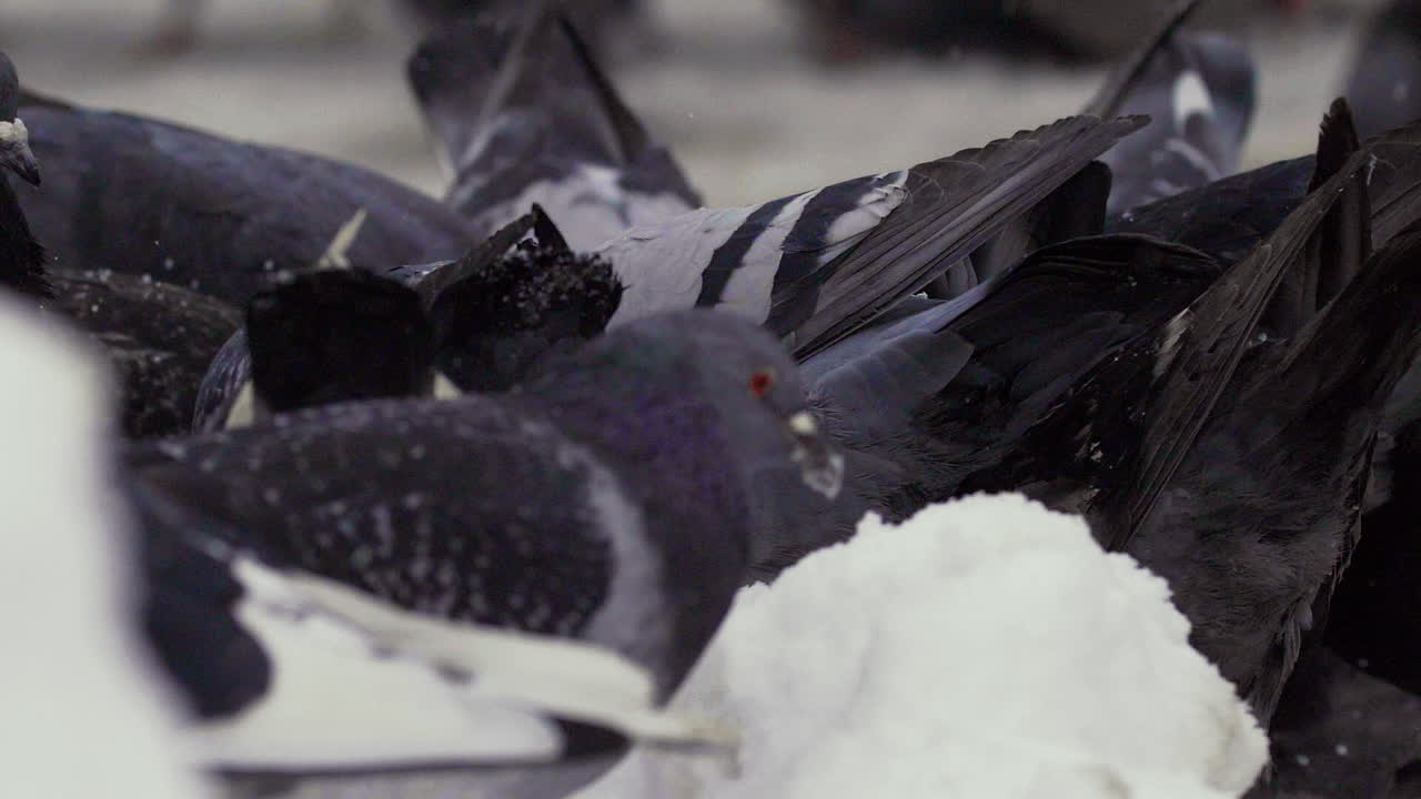 голуби, сгруппированные вместе, клюют в снег.