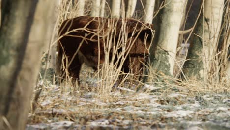 Furry-highland-cows-with-huge-horns-coming-together-in-winter-forest