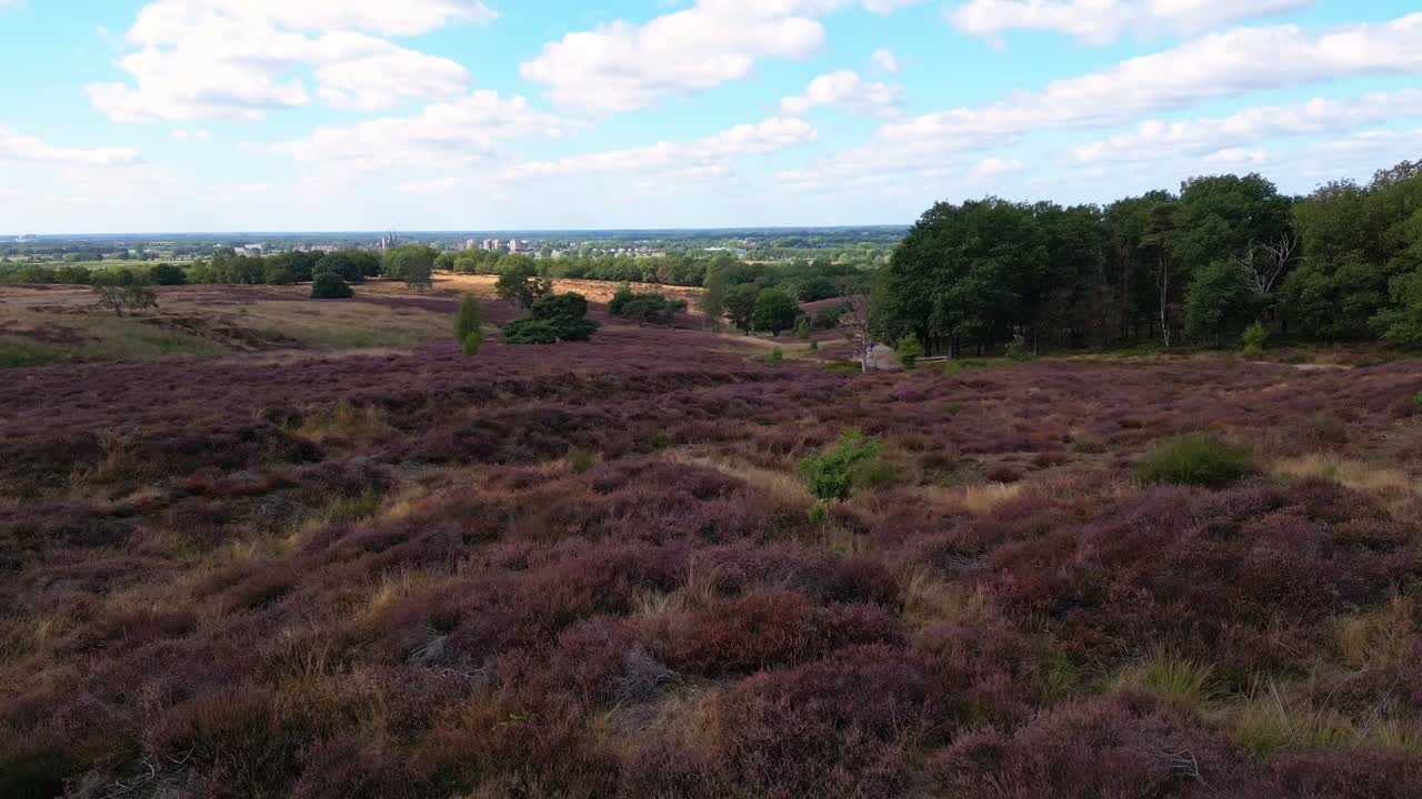 Drone lentää lähellä purppuranväristä kukkivaa kanervaa Mookerheidessa, taustalla kaupunkinäkymä, Alankomaat