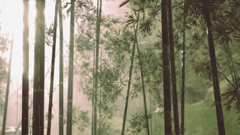 tropical jungles of southeast asia