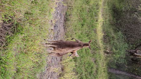 kangaroos engaged in a fighting battle displaying wild animal behaviour