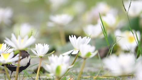 pheasant tailed jacana with flowers entering and going out of the frame