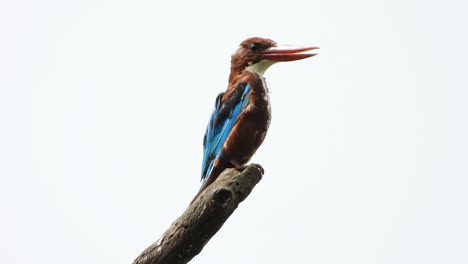 kingfisher waiting for pray uhd mp4 4k footage .