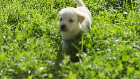 White-cute-labrador-puppy-walking-on-the-green-grass-on-a-sunny-day