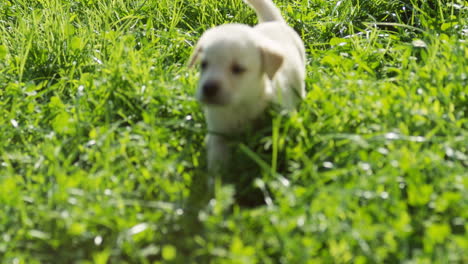 lindo cachorro labrador blanco caminando sobre la hierba verde en un día soleado