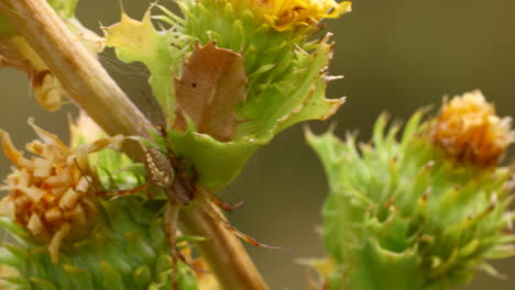 video macro de una araña escondida en el tallo de una planta