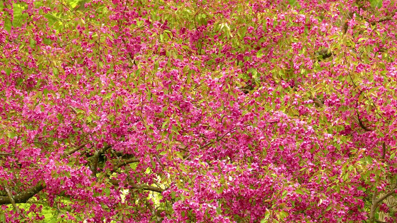 핑크색 꽃으로 가득 찬 나무 어딘가 숲에서 오타와, 온타리오, 캐나다