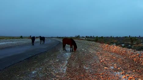 horses on the highway at cold creek nevada