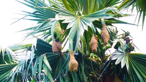 Animadas-Aves-Tejedoras-Anidando-En-Una-Palma-Asiática-De-Palmira,-Bangladesh