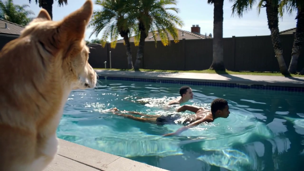 Sitting dog on deck watching boys in trunks launching into strokes at backyard pool, copy space