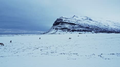 reindeer grazing in mountains